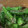 クックHDP0M2☆'s cooksnap of when they made 簡単！シシトウめんつゆ漬け.