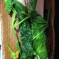xyzクック's cooksnap of when they made m食パンDEまるごとソーセージ.
