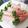 hozunyam's cooksnap of when they made お弁当に！カイワレにハム巻き！.