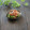 まろんかふぇ's cooksnap of when they made 塩辛＆みょうが＆胡瓜の即席和え.