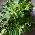 まな姫's cooksnap of when they made しおれた大葉を復活＆保存法.