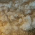 れそそ's cooksnap of when they made 水菜とハマチのしゃぶしゃぶ☆みぞれ鍋.
