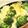 イエローバード's cooksnap of when they made ブロッコリーとポテトのガリバタチーズ焼き.