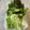 かっちゃん杉's cooksnap of when they made サラダミックスを作り置き☆全10種☆.