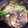 クックUH3NVG☆'s cooksnap of when they made 揚げ鯖の梅あんかけ。.