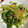 クックH39E88☆'s cooksnap of when they made ほうれん草ともやしのナムル.