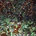 かもかもだ's cooksnap of when they made 青しその保存*韓国漬け.