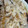 nessa1's cooksnap of when they made 塩さばのみぞれ煮.