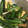 りお５１０'s cooksnap of when they made 万能ねぎと油揚げの炒めもの.