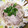 とっとっとまとちゃん's cooksnap of when they made レンジで簡単♪豚ともやしの白だしドーム.