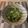 円街縁's cooksnap of when they made 幾つになっても美味しい鬼簡単チーズオクラ.
