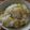 picachi's cooksnap of when they made 塩と酒だけ簡単とうもろこしご飯.