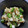 TYSK's cooksnap of when they made 長芋短冊｡えのきとおくらの出汁和え♪.
