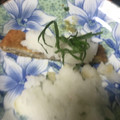 aya＠ぷっちょ's cooksnap of when they made お汁が美味しい！和風出汁おろしとんかつ.