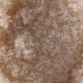 ちゃろみん's cooksnap of when they made ヨーグルトメーカーでまろやか塩麹♪.