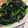 ゆ→ちむ❦180SX's cooksnap of when they made 小松菜のわさび和え.
