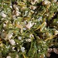 トリノオリンピック☆'s cooksnap of when they made 常備菜(^ω^)切り昆布そぼろ炒め煮.