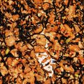 himhima72's cooksnap of when they made セブンイレブン風のひじきの煮物.