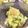 クックWSPX1I☆'s cooksnap of when they made 胃に優しい簡単おろしきゅうり(~o~).
