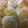 sayaasu's cooksnap of when they made ホワイトチョコ入り抹茶のちぎりパン♪.