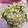 クック49L4Ho☆'s cooksnap of when they made お弁当に♪鮭フレークと大葉の混ぜご飯.