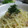 kerogg's cooksnap of when they made 冷製☆梅と玉ねぎの和風パスタ.