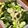 ma2kaboch's cooksnap of when they made 簡単♪絶品☆最高の副菜♪中華クラゲー♪.