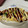 卯月のうさぎ２０１４'s cooksnap of when they made 簡単！ツナもやしの卵焼き☆とんぺい焼き風.