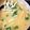☆ayami☆26's cooksnap of when they made 豆苗とモヤシと人参のお味噌汁♡.