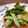 こっぺcook's cooksnap of when they made つまみに！豚ひき肉と豆腐と大葉のつくね.