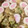 ふぁんころ's cooksnap of when they made お弁当に♪かまぼこ・なるとの白だし煮.