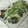 ちか♬'s cooksnap of when they made なすの煮浸し〜大葉、みょうが、生姜のせ.