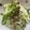 クックUW92JL☆'s cooksnap of when they made キャベツのポリヤル風塩昆布炒め.