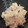 uketoru's cooksnap of when they made 生節（なまり節）の炊き込みごはん.