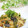 Satoco❋'s cooksnap of when they made ３種キノコの和風パスタ.