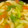 pika3's cooksnap of when they made 早い！美味い！簡単！トマトとレタスみそ汁.