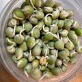 チェコル's cooksnap of when they made Neoお豆さん＊発芽豆de常備菜の蒸し豆.