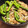 クックN55KPA☆'s cooksnap of when they made 簡単おつまみ♬しし唐と白滝炒め.