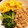 Minnieちゃーん's cooksnap of when they made しっとりそぼろのお手軽♪三色丼.
