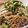 クック5SMSGC☆'s cooksnap of when they made 疲労回復に☆かつおの味噌和え丼.