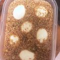 クックDL20HK☆'s cooksnap of when they made 2時間弱で麻薬卵.