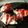 Satoco❋'s cooksnap of when they made 生ハムいちじく.
