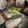 ははーす's cooksnap of when they made 刺身用はまちの切り身で煮付け♫.