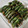 クック3O4W8E☆'s cooksnap of when they made しそ巻き　夏の定番保存食.