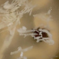 MULA's cooksnap of when they made 手羽元ととうもろこしの薬膳風スープ.