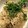 ミルクボール's cooksnap of when they made さんまのかば焼きとごぼうの炊き込みご飯.