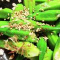 cherrymana's cooksnap of when they made めんつゆで簡単にできるオクラの和え物.