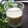 らびのゆうママ's cooksnap of when they made 種ごと！ゴーヤのスムージーでダイエット.