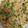 手抜きクック's cooksnap of when they made 10分で！豆苗としらたきの簡単プルコギ.