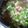 ☆ウキョコ☆'s cooksnap of when they made 香味ペーストの醤油ラーメン.